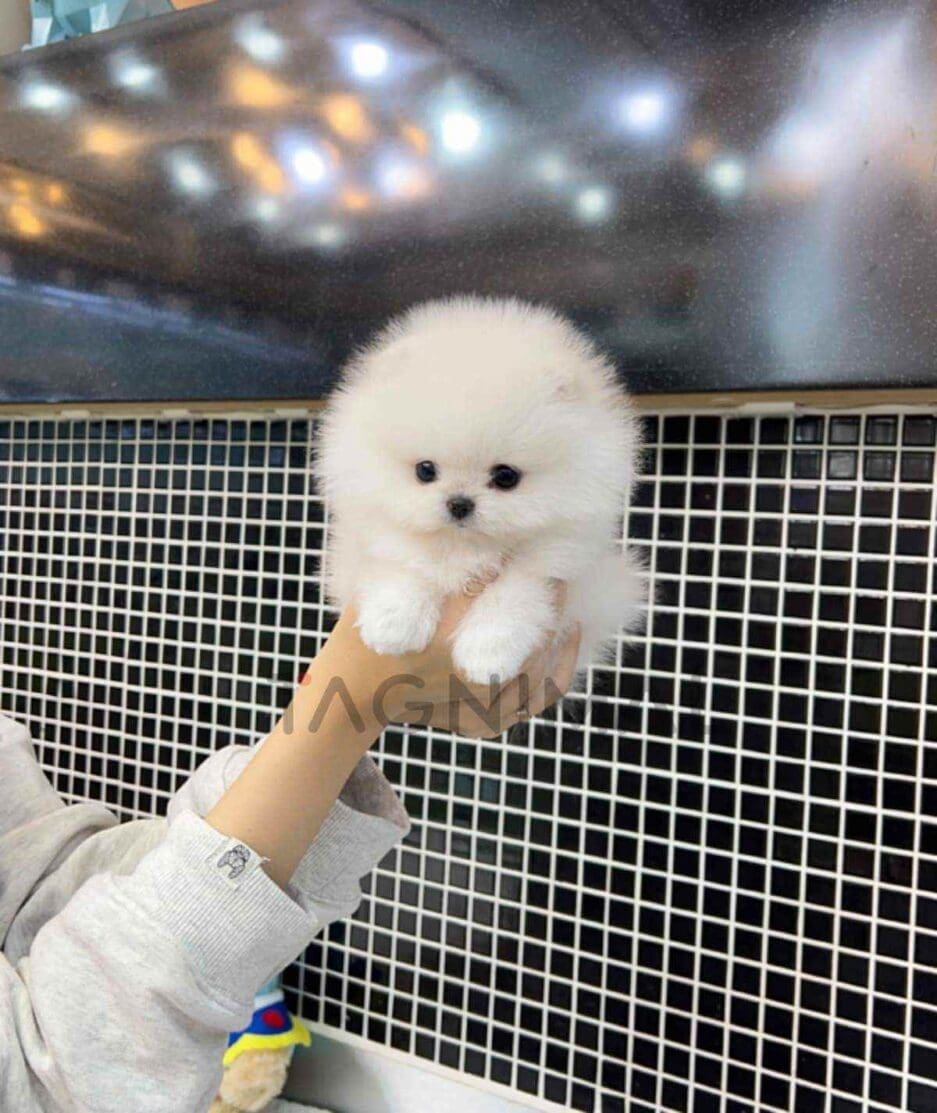 Pomeranian puppy for sale, dog for sale at Tagnimal