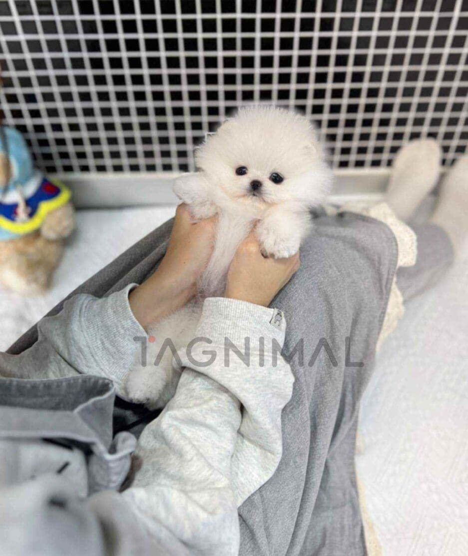 Pomeranian puppy for sale, dog for sale at Tagnimal