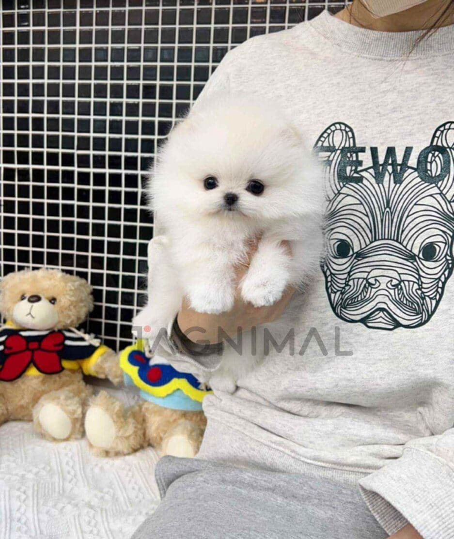 Pomeranian puppy for sale, dog for sale at Tagnimal