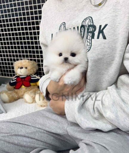 Pomeranian puppy for sale, dog for sale at Tagnimal