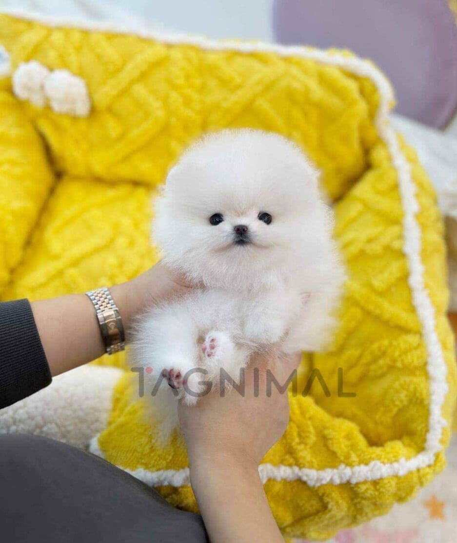 Pomeranian puppy for sale, dog for sale at Tagnimal