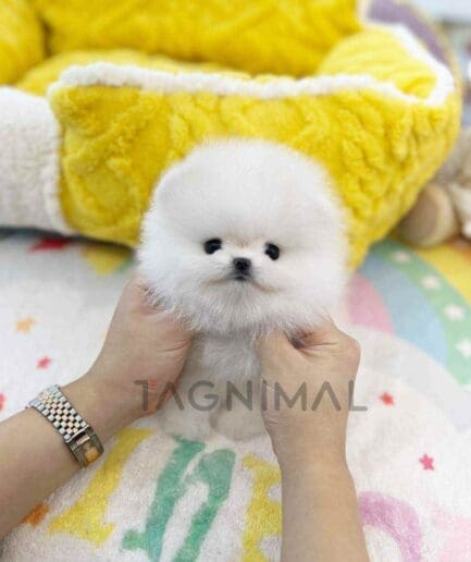 Pomeranian puppy for sale, dog for sale at Tagnimal