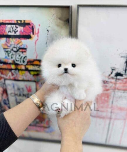 Pomeranian puppy for sale, dog for sale at Tagnimal