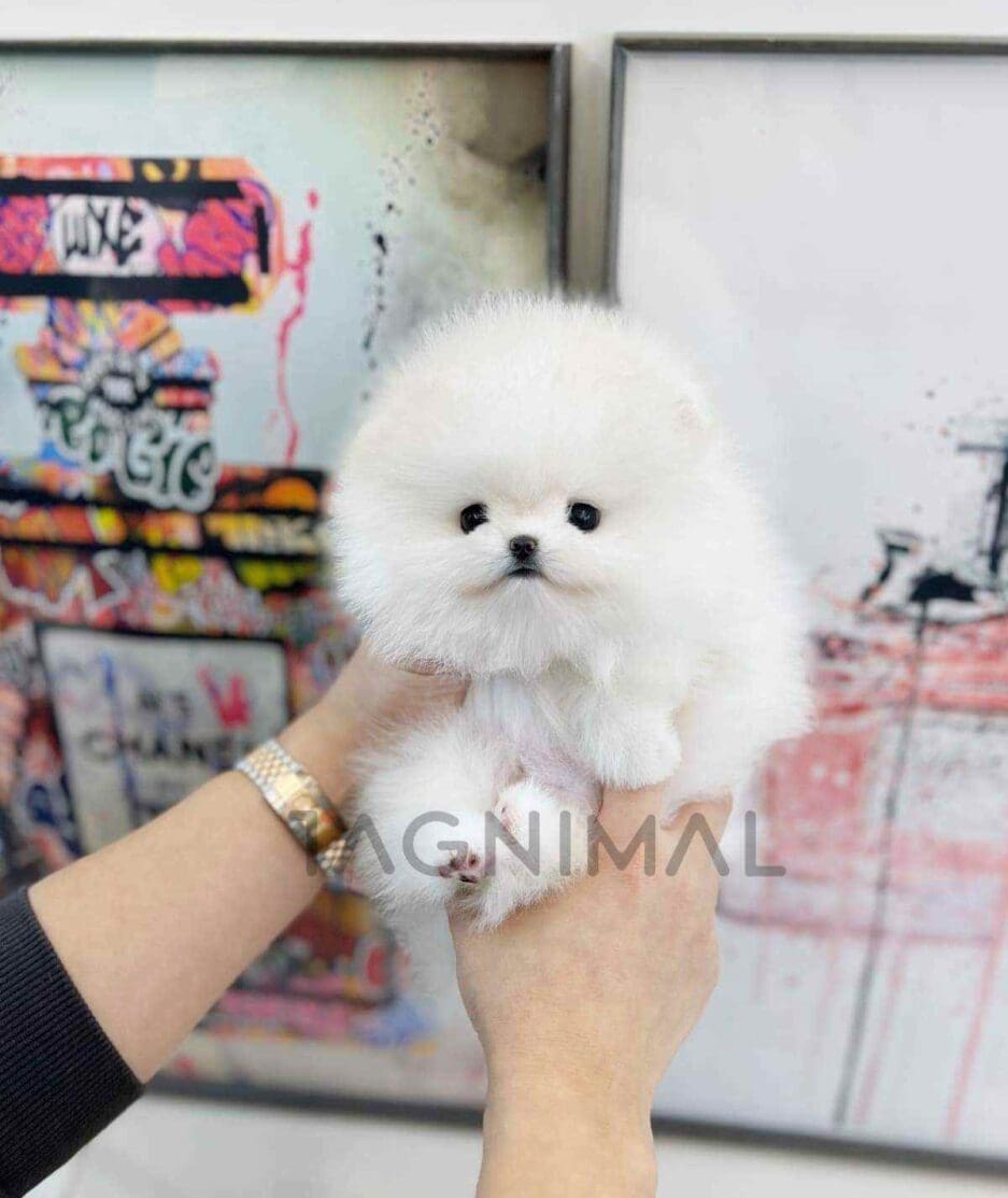 Pomeranian puppy for sale, dog for sale at Tagnimal