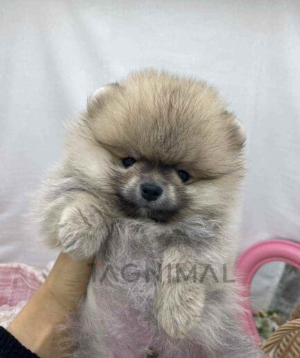 Pomeranian puppy for sale, dog for sale at Tagnimal