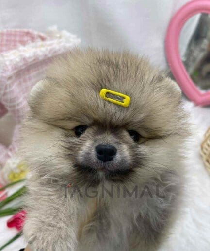 Pomeranian puppy for sale, dog for sale at Tagnimal