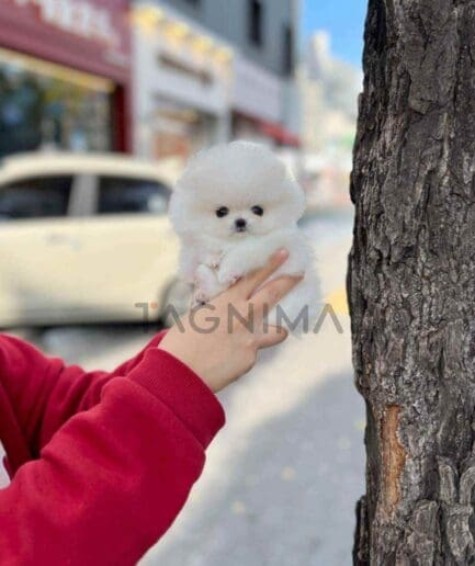 Pomeranian puppy for sale, dog for sale at Tagnimal