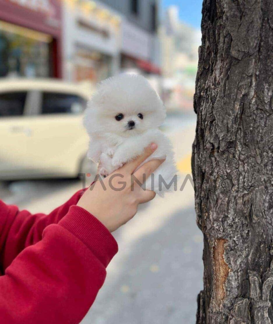 Pomeranian puppy for sale, dog for sale at Tagnimal