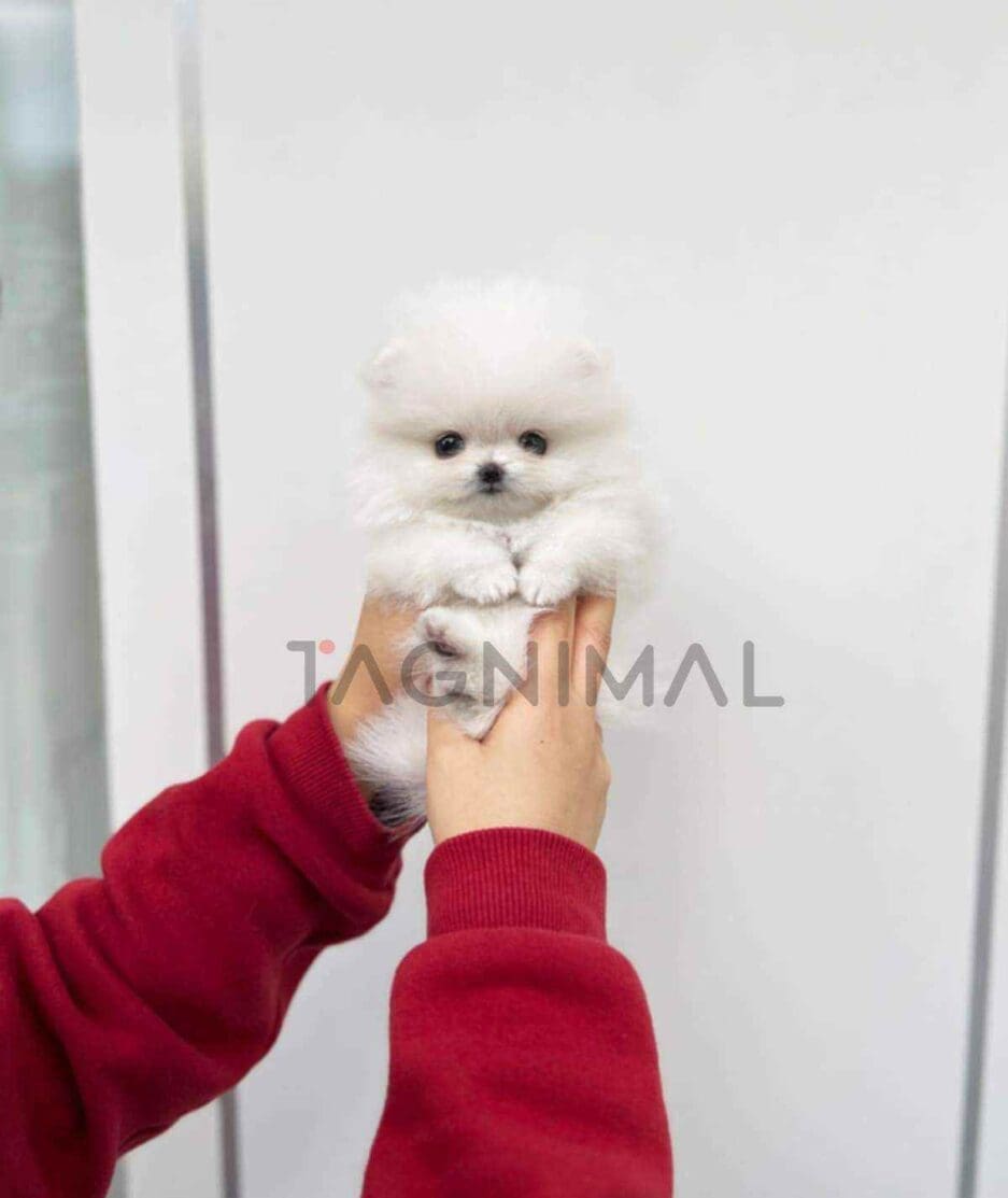 Pomeranian puppy for sale, dog for sale at Tagnimal