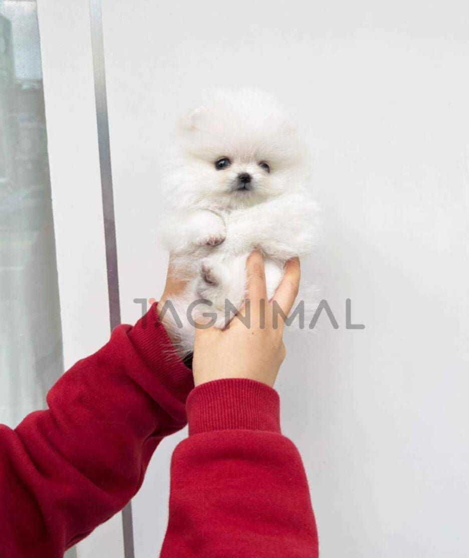 Pomeranian puppy for sale, dog for sale at Tagnimal