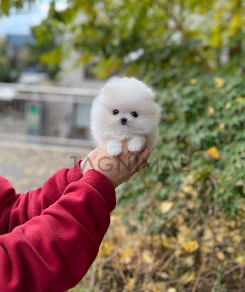 Pomeranian puppy for sale, dog for sale at Tagnimal