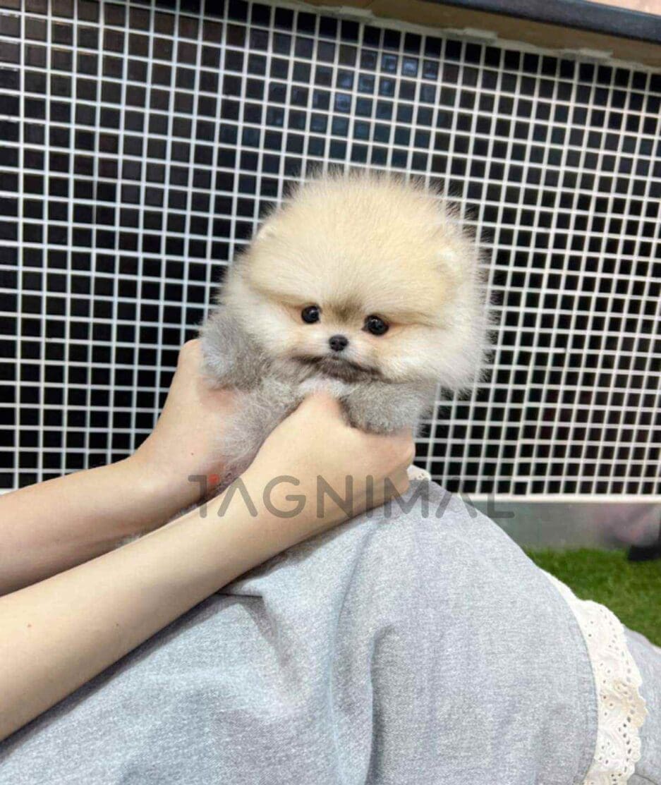 Pomeranian puppy for sale, dog for sale at Tagnimal