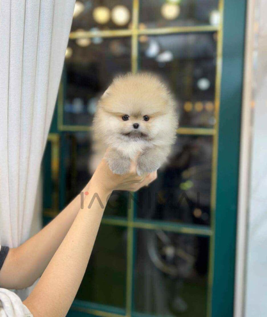 Pomeranian puppy for sale, dog for sale at Tagnimal