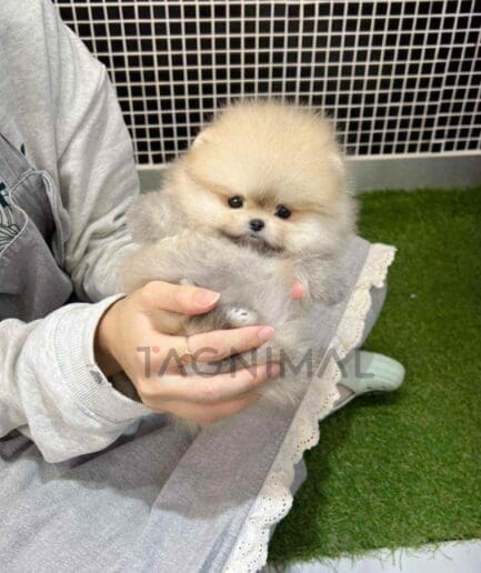 Pomeranian puppy for sale, dog for sale at Tagnimal