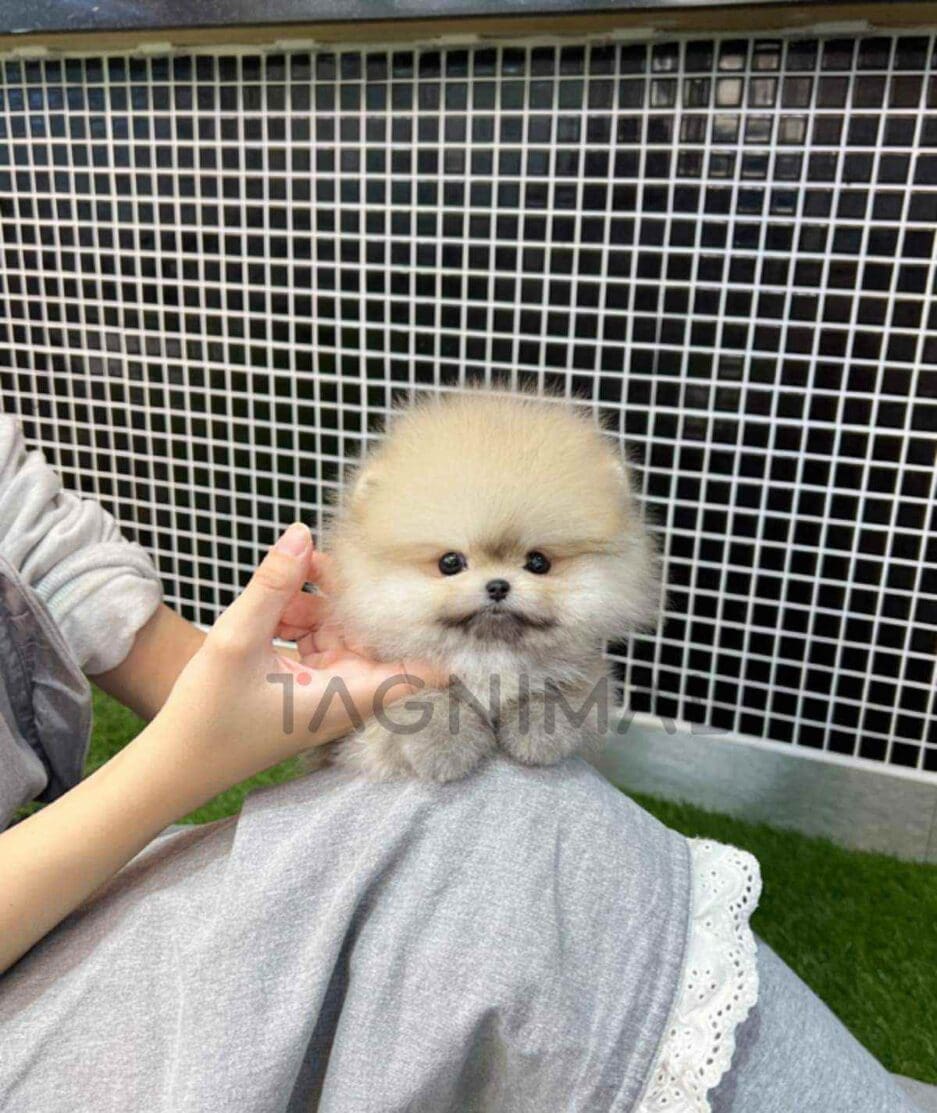 Pomeranian puppy for sale, dog for sale at Tagnimal