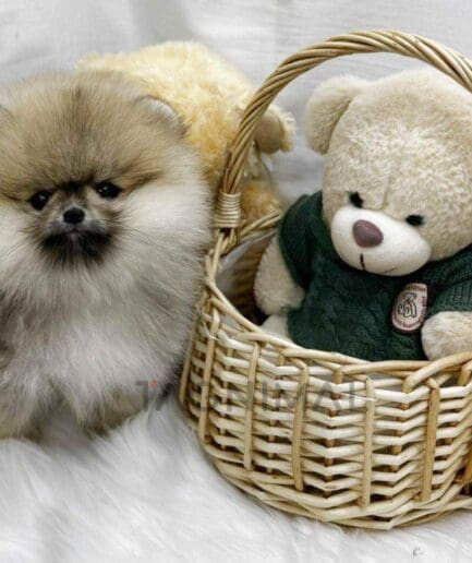 Pomeranian puppy for sale, dog for sale at Tagnimal