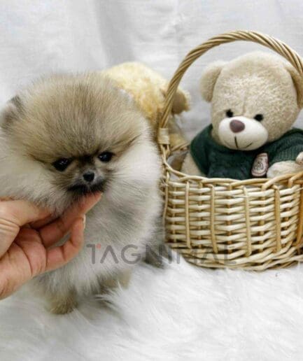 Pomeranian puppy for sale, dog for sale at Tagnimal