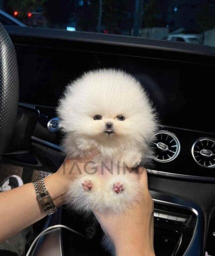 Pomeranian puppy for sale, dog for sale at Tagnimal