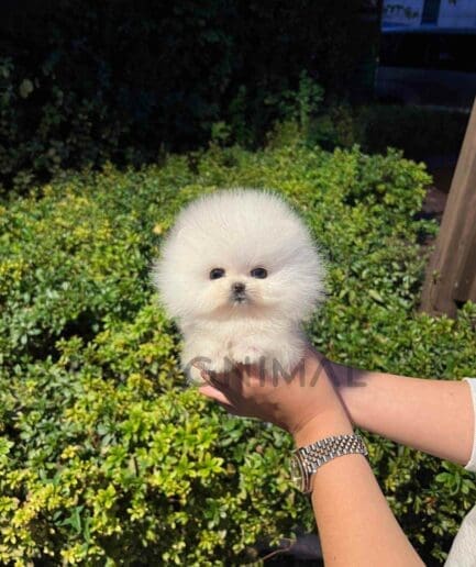 Pomeranian puppy for sale, dog for sale at Tagnimal