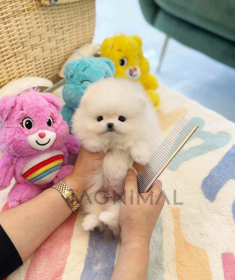 Pomeranian puppy for sale, dog for sale at Tagnimal