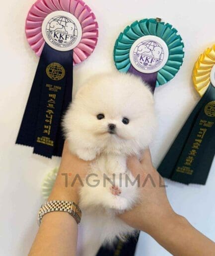 Pomeranian puppy for sale, dog for sale at Tagnimal