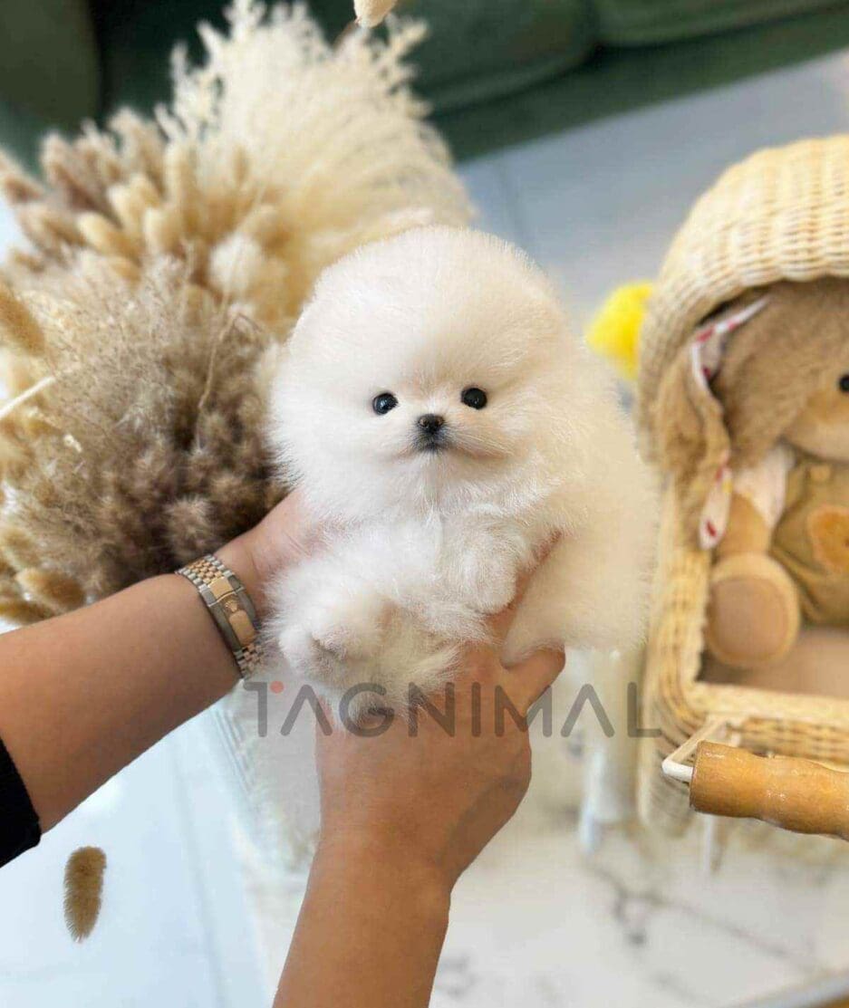 Pomeranian puppy for sale, dog for sale at Tagnimal