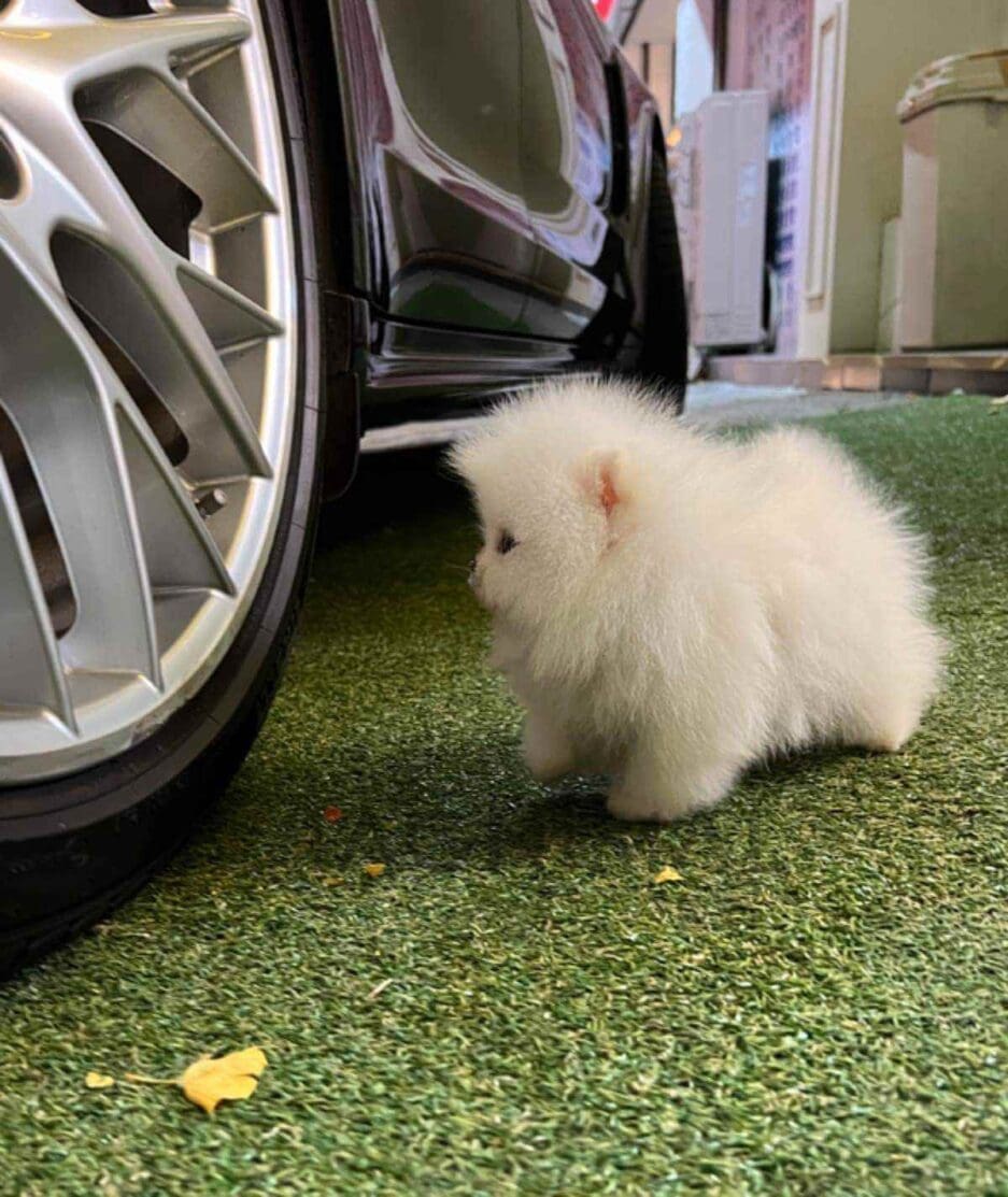 Pomeranian puppy for sale, dog for sale at Tagnimal