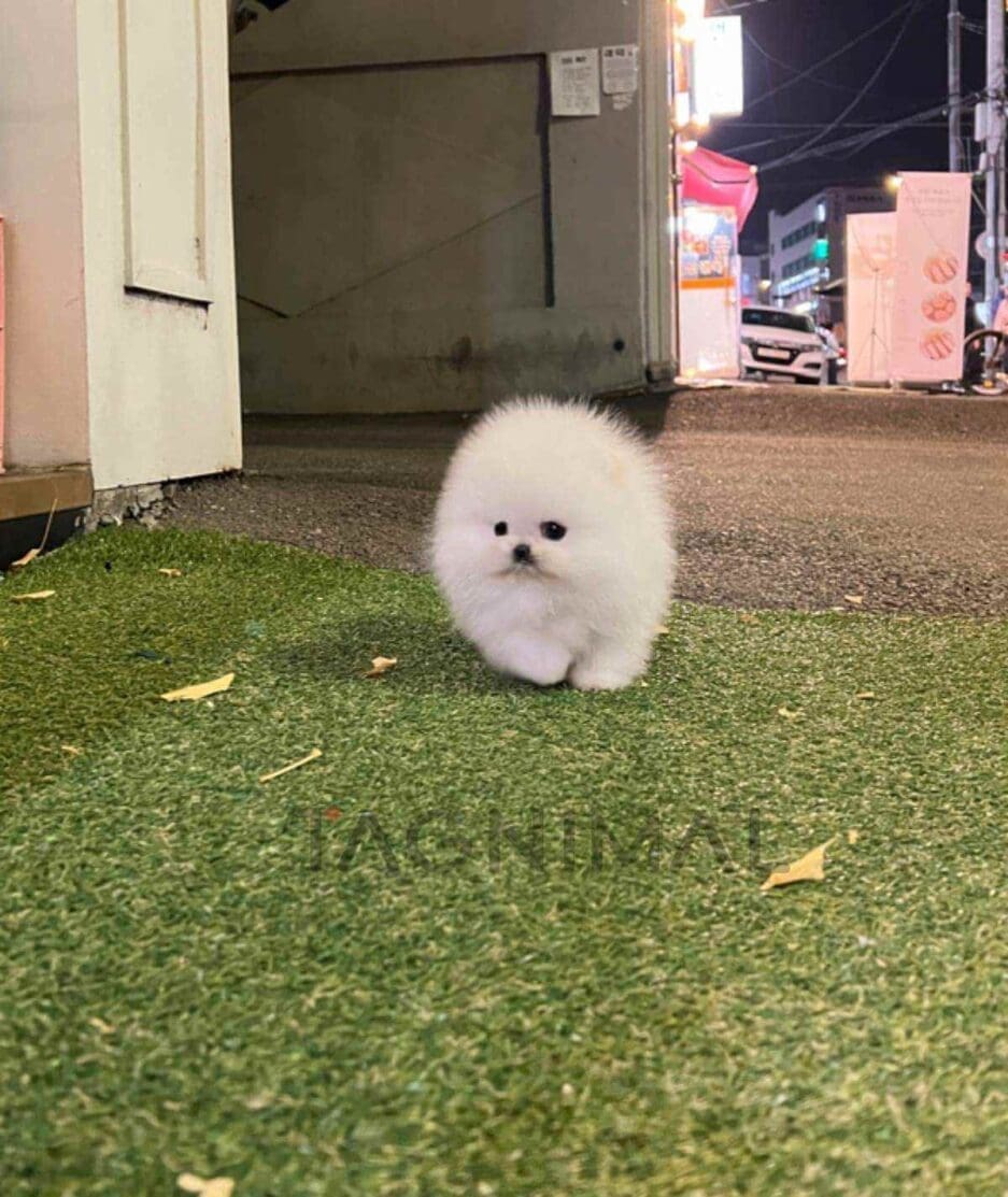 Pomeranian puppy for sale, dog for sale at Tagnimal