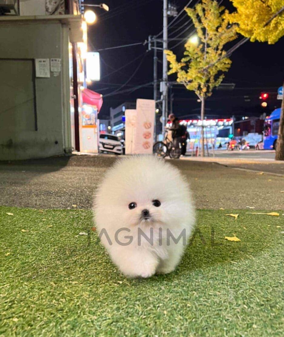 Pomeranian puppy for sale, dog for sale at Tagnimal