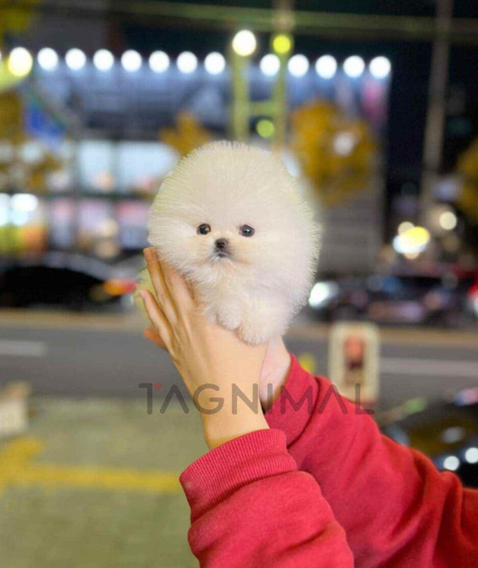 Pomeranian puppy for sale, dog for sale at Tagnimal