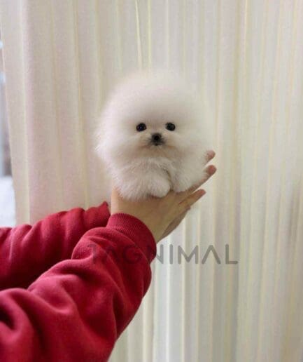 Pomeranian puppy for sale, dog for sale at Tagnimal