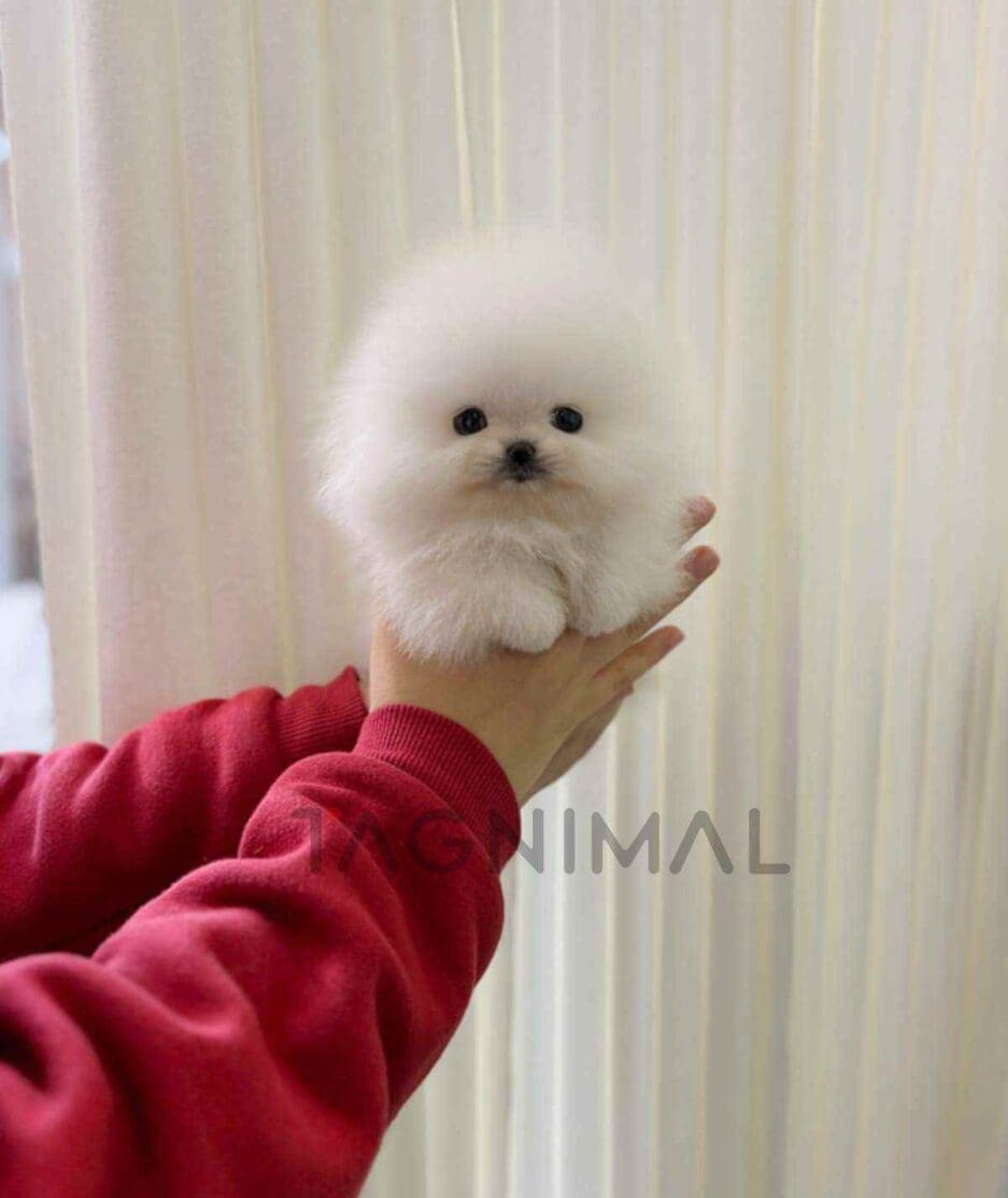 Pomeranian puppy for sale, dog for sale at Tagnimal