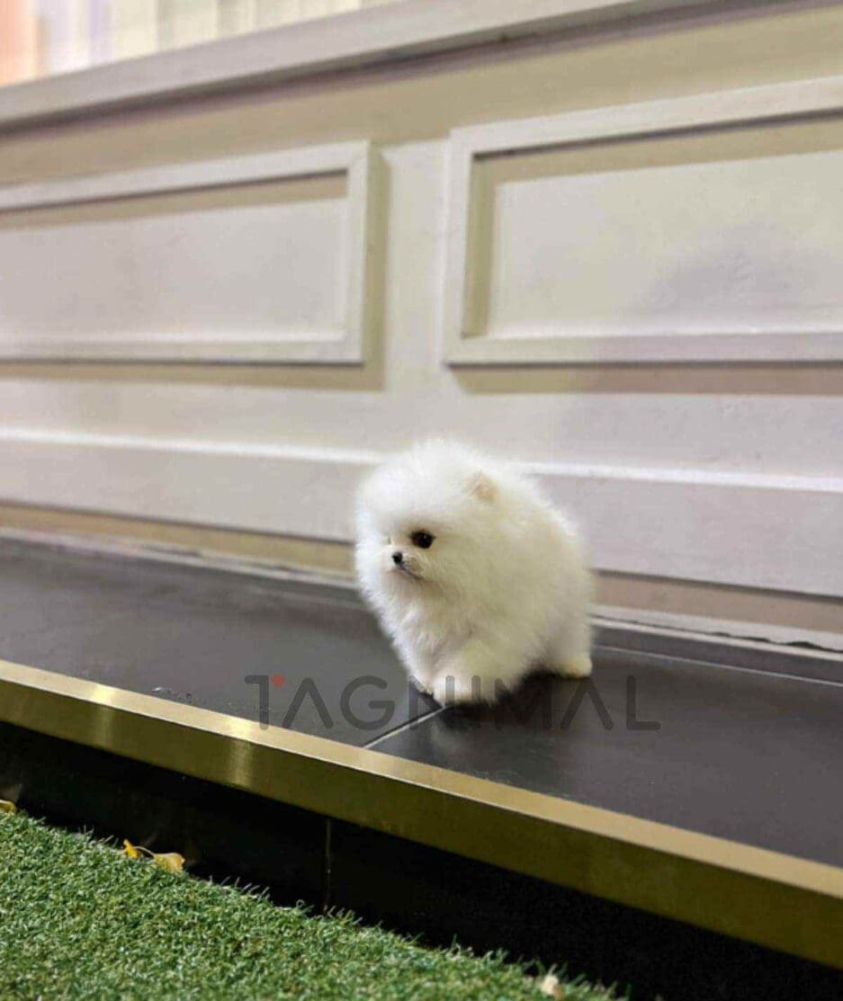 Pomeranian puppy for sale, dog for sale at Tagnimal