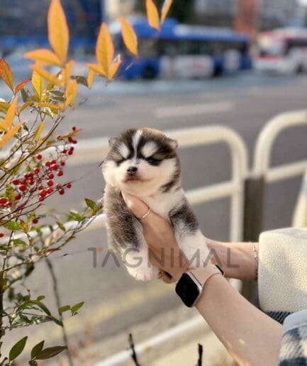 Pomsky puppy for sale, dog for sale at Tagnimal