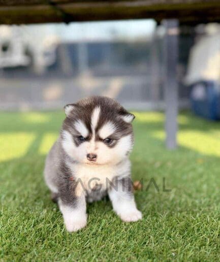 Pomsky puppy for sale, dog for sale at Tagnimal