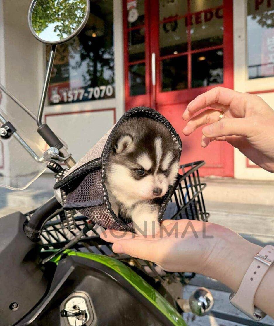 Pomsky puppy for sale, dog for sale at Tagnimal