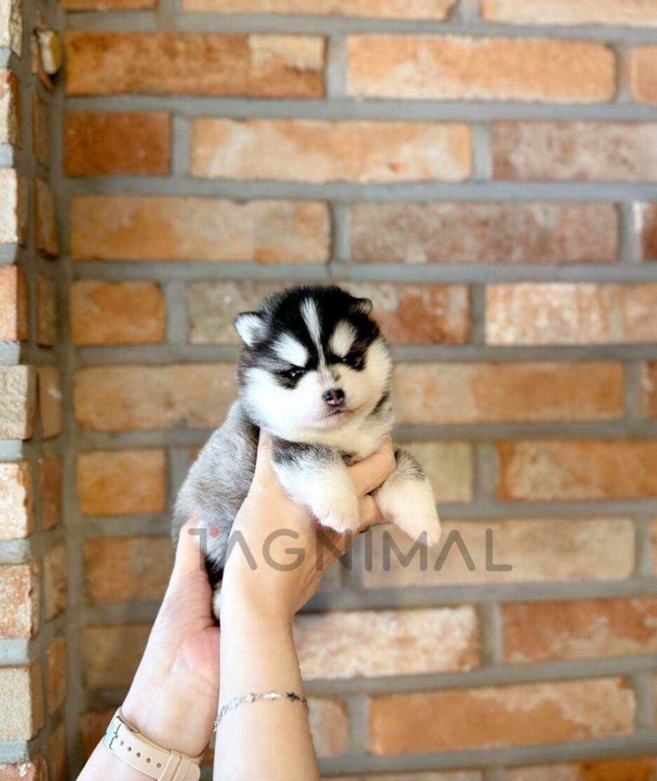 Pomsky puppy for sale, dog for sale at Tagnimal