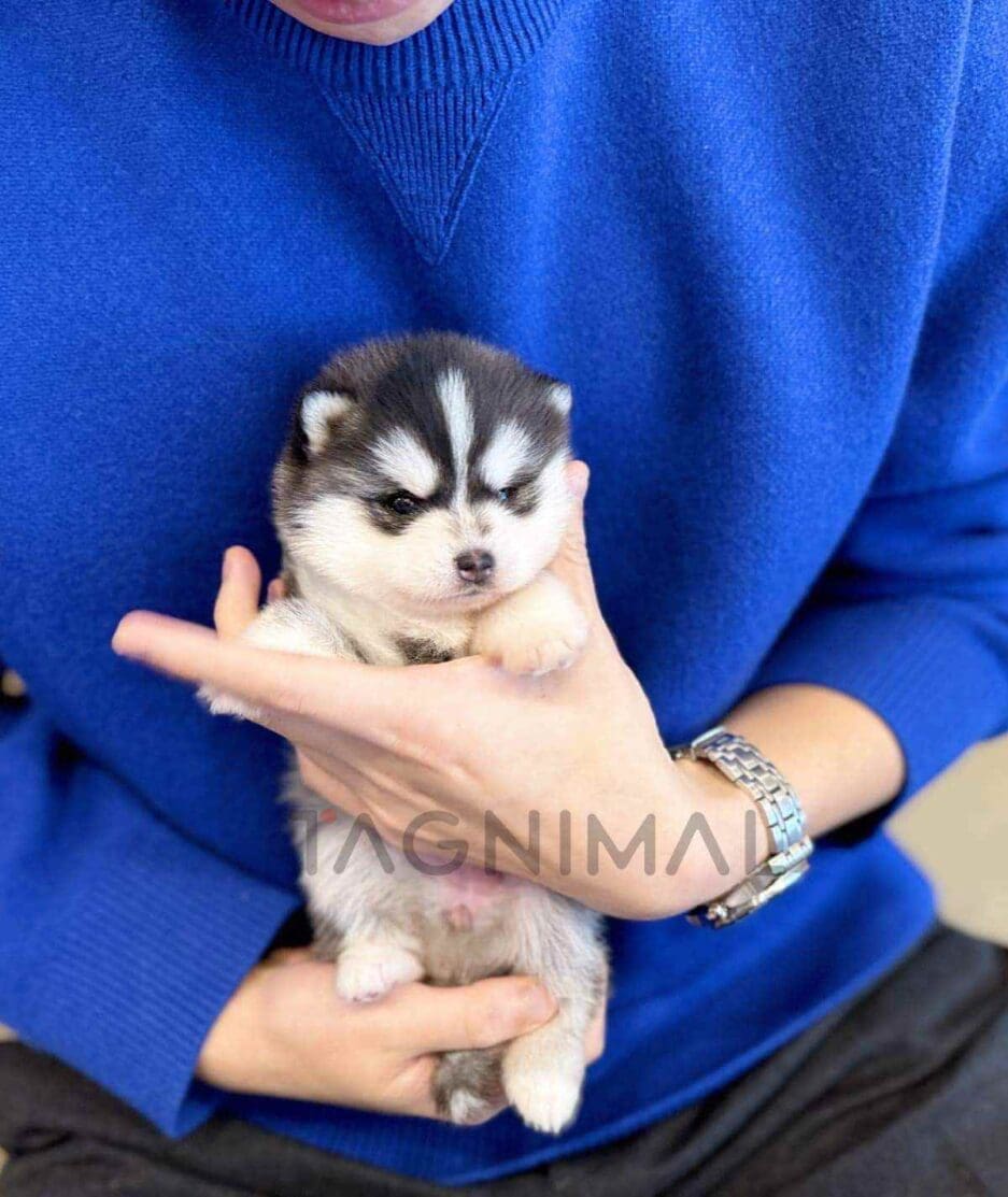 Pomsky puppy for sale, dog for sale at Tagnimal