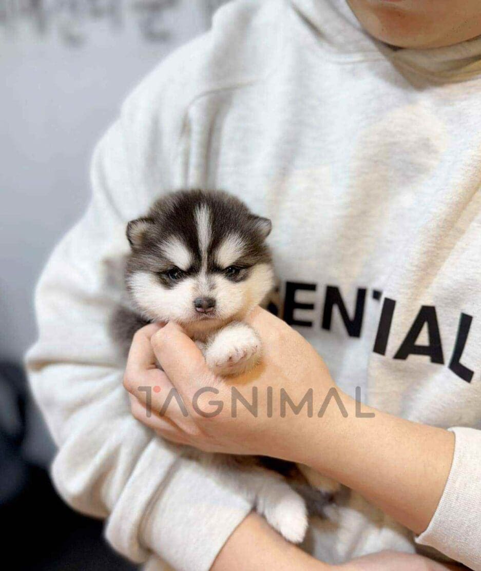 Pomsky puppy for sale, dog for sale at Tagnimal