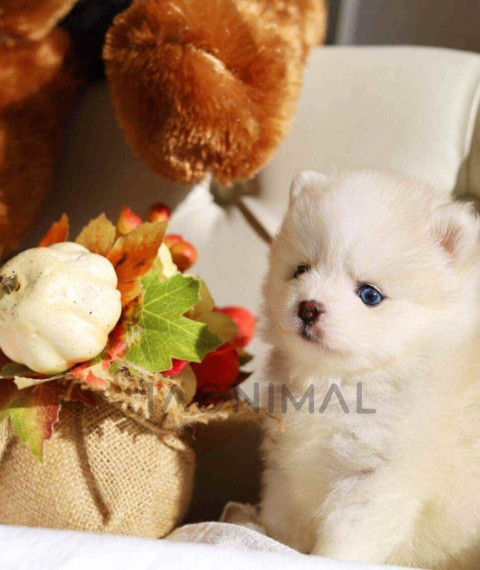 Pomsky puppy for sale, dog for sale at Tagnimal