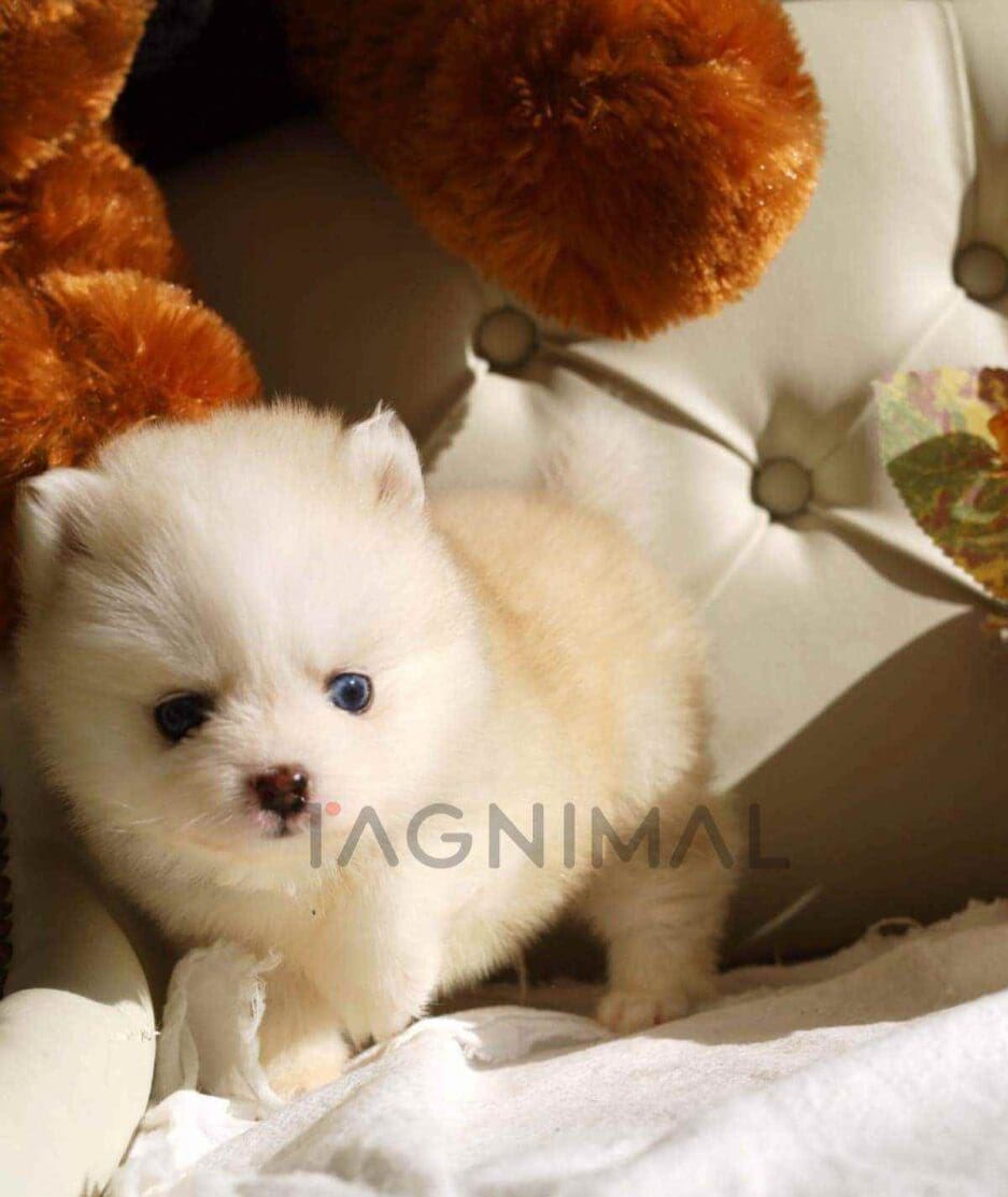 Pomsky puppy for sale, dog for sale at Tagnimal