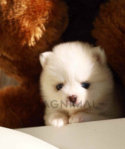 Pomsky puppy for sale, dog for sale at Tagnimal