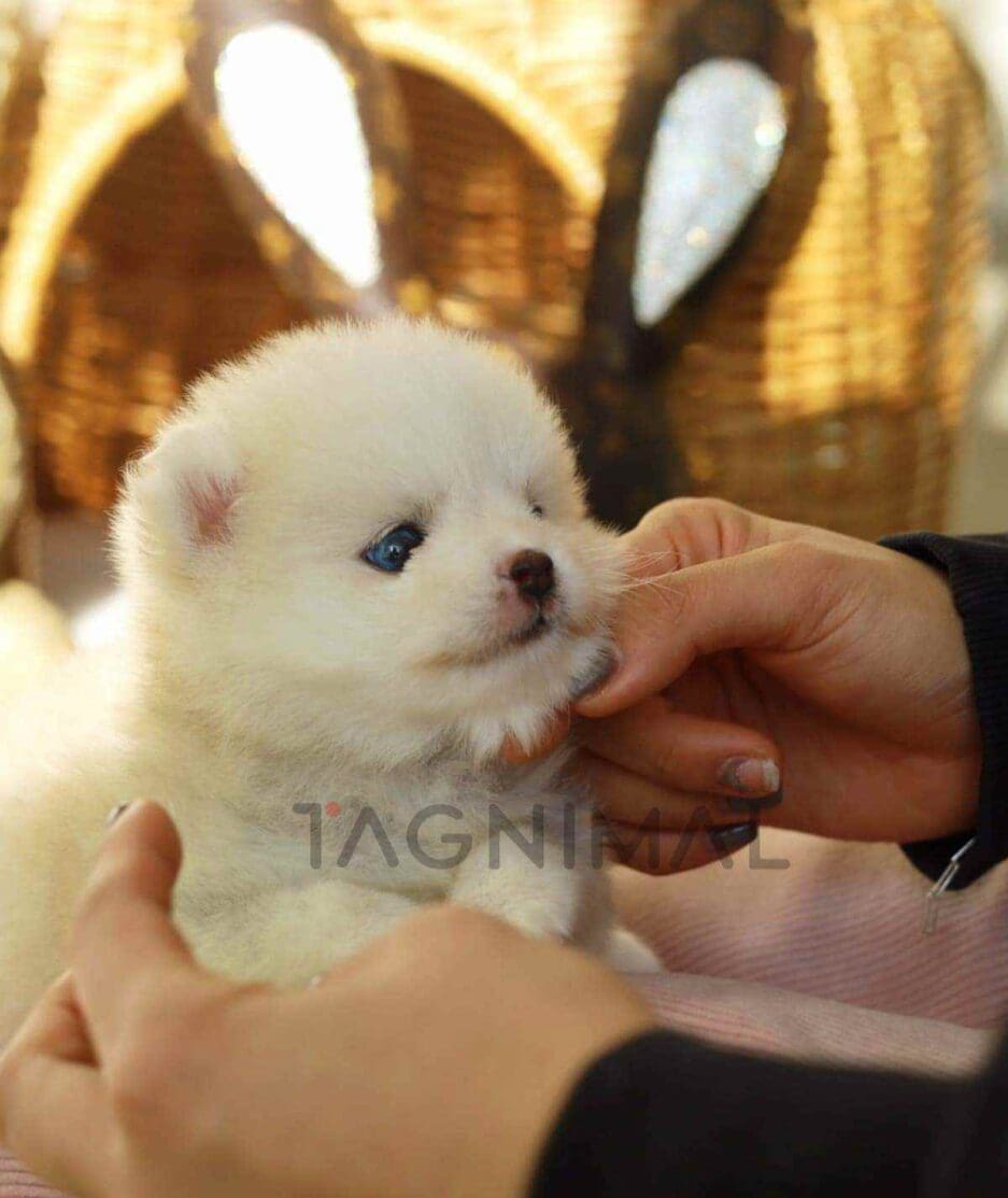 Pomsky puppy for sale, dog for sale at Tagnimal