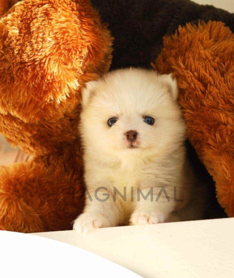 Pomsky puppy for sale, dog for sale at Tagnimal