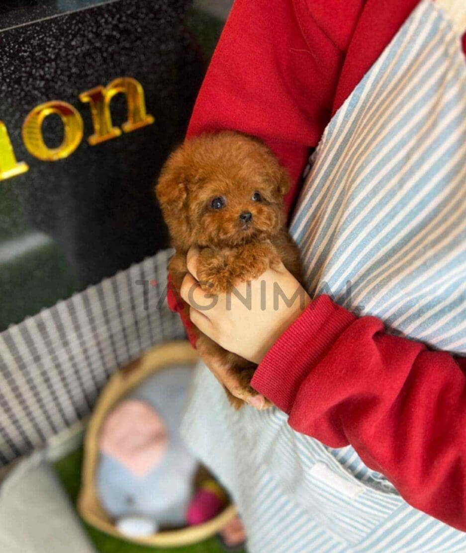 Poodle puppy for sale, dog for sale at Tagnimal