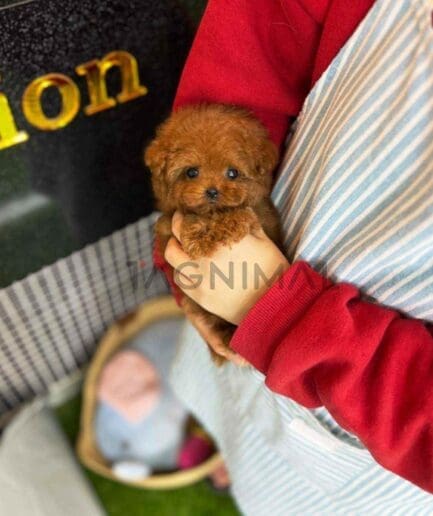 Poodle puppy for sale, dog for sale at Tagnimal