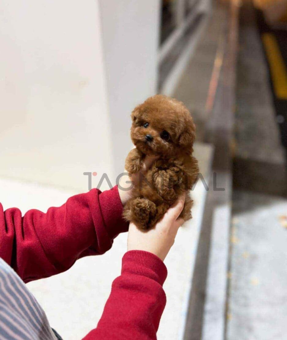 Poodle puppy for sale, dog for sale at Tagnimal