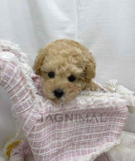 Poodle puppy for sale, dog for sale at Tagnimal