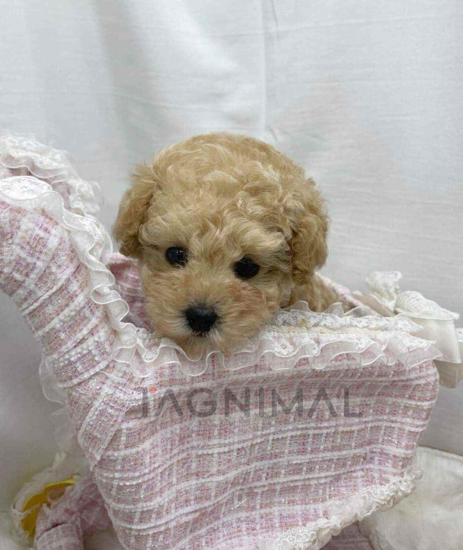 Poodle puppy for sale, dog for sale at Tagnimal