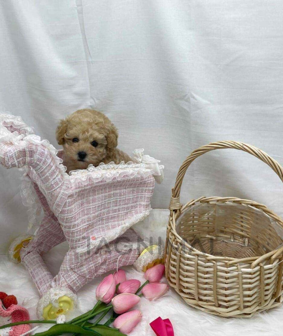 Poodle puppy for sale, dog for sale at Tagnimal